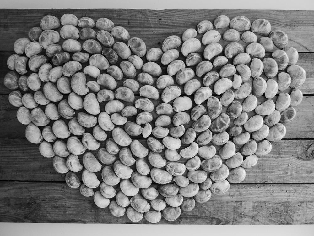 Heart Intended Valuable Shells Shape Heart Intended Valuable Shells Shape