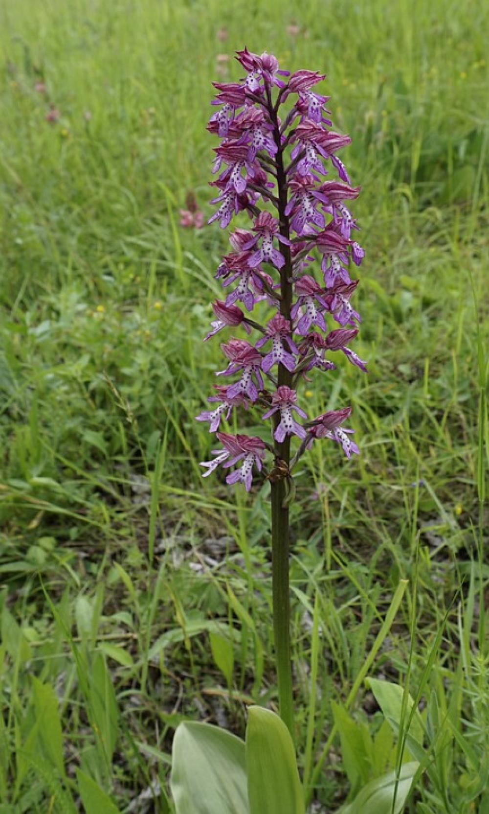 Helmet Orchid Wild Orchid Flower Helmet Orchid Wild Orchid Flower