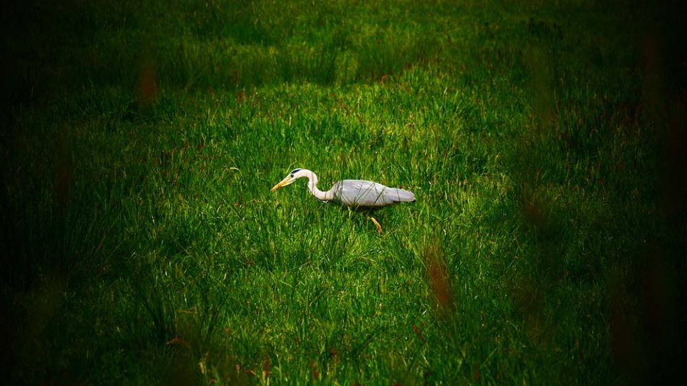 Heron Hunting Hunt Bird Nature Pond Birds Wait Heron Hunting Hunt Bird Nature Pond Birds Wait