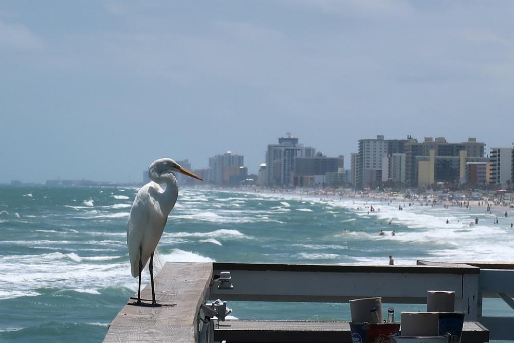 Heron Egret Beach Branding Coast Holiday White Heron Egret Beach Branding Coast Holiday White