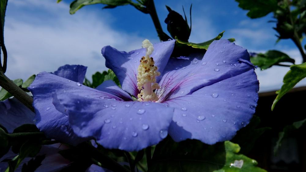 Hibiscus Blue Bird Garden Marshmallow Hibiscus Blue Bird Garden Marshmallow