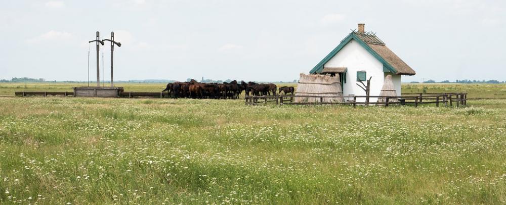 Hortobágy Hungary Great Plains Plains Stud Hortobágy Hungary Great Plains Plains Stud