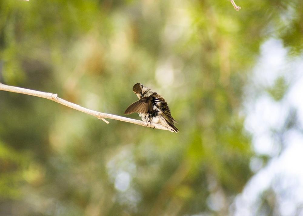 Hummingbird Wings Feathers Green Bird Nature Hummingbird Wings Feathers Green Bird Nature