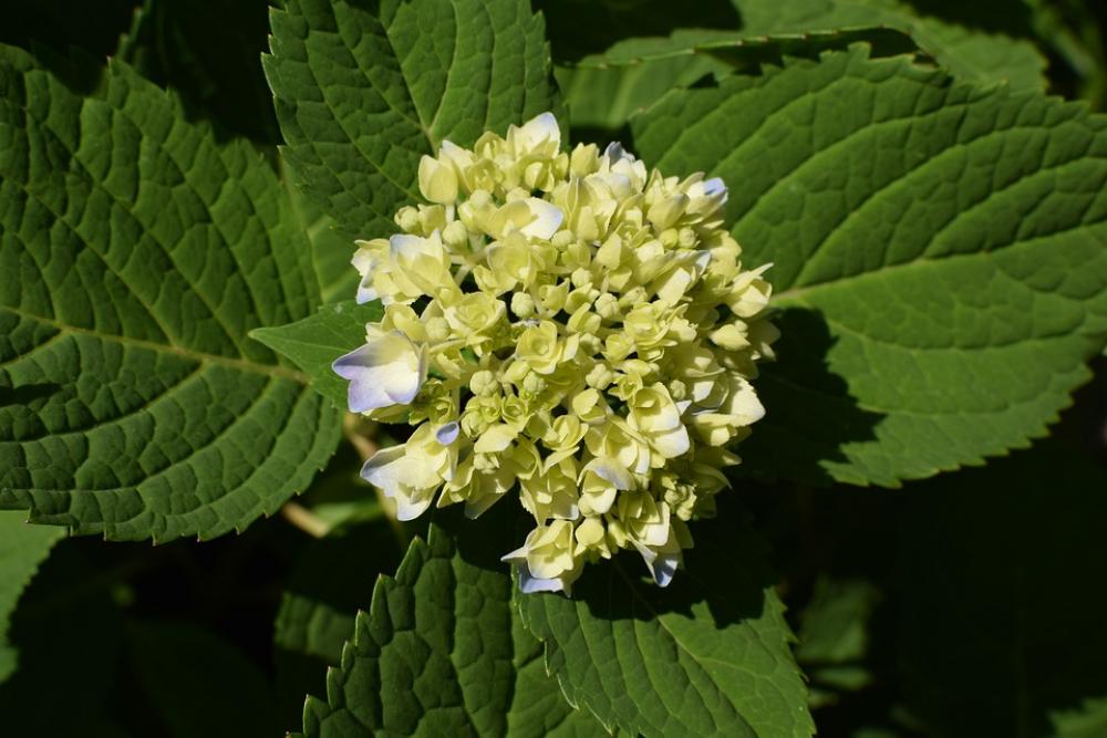 Hydrangea Plant Shrub Buds Colorful Purple Garden Hydrangea Plant Shrub Buds Colorful Purple Garden