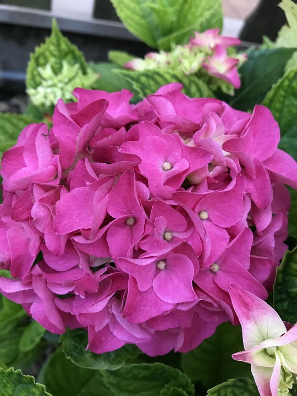 Hydrangea Fuxia Flower Nature Garden Flowers Hydrangea Fuxia Flower Nature Garden Flowers