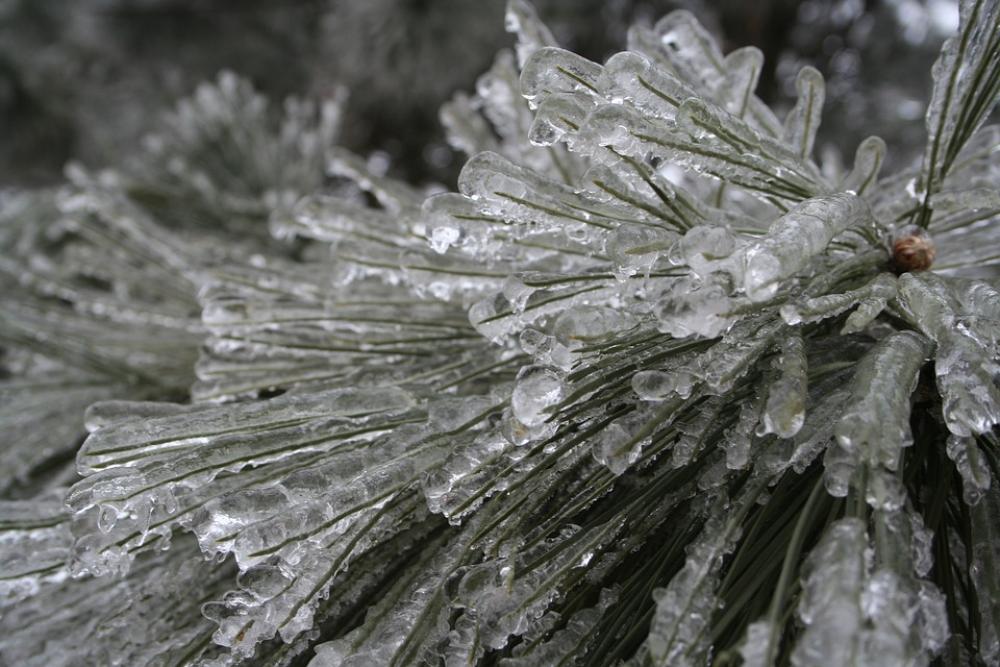 Ice Cold Winter Evergreen Frozen Nature Icy Ice Cold Winter Evergreen Frozen Nature Icy