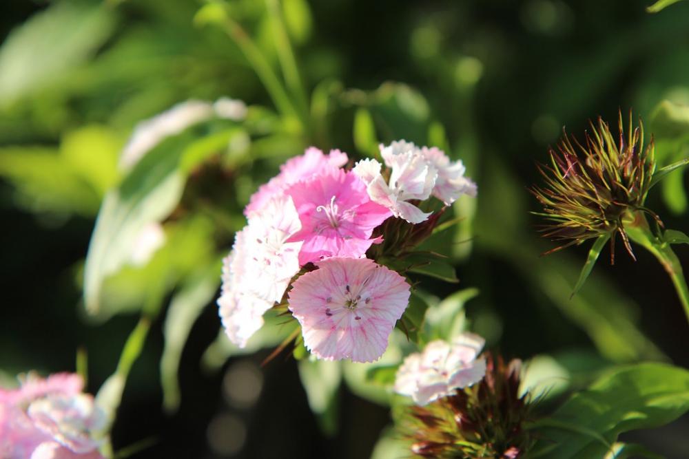 Œillet Sweet William Flowering Carnations Flowers Œillet Sweet William Flowering Carnations Flowers