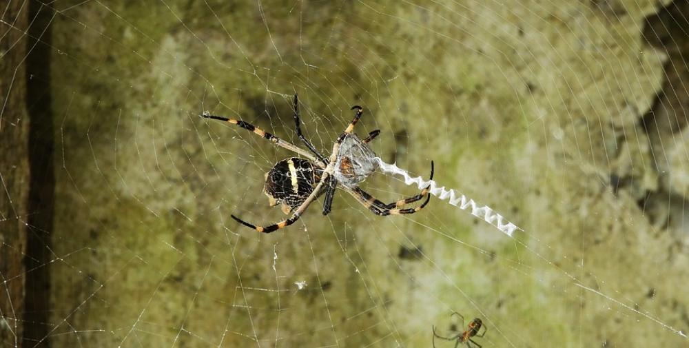 Insect Nature Arachnid Spider Colombia Insect Nature Arachnid Spider Colombia