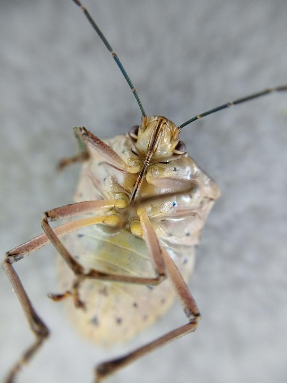 Insect Nature Pins Paw Insect Nature Pins Paw