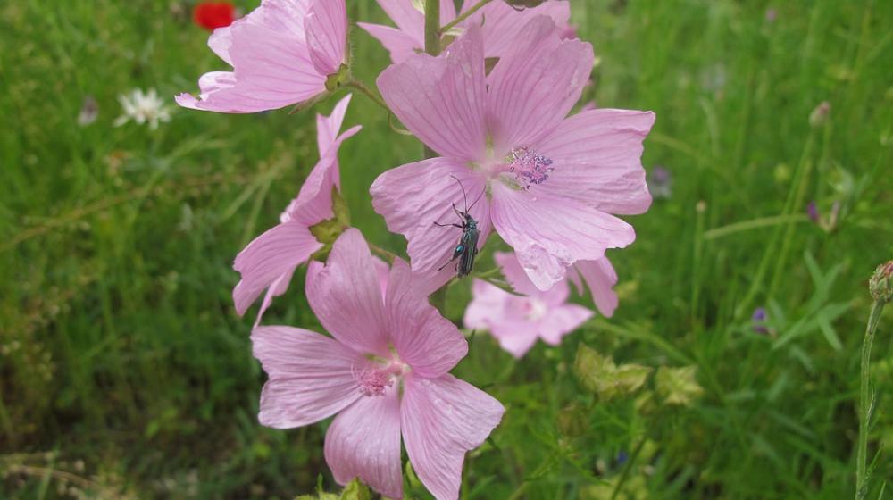 Insect Flower Pink Nature Macro Insect Flower Pink Nature Macro