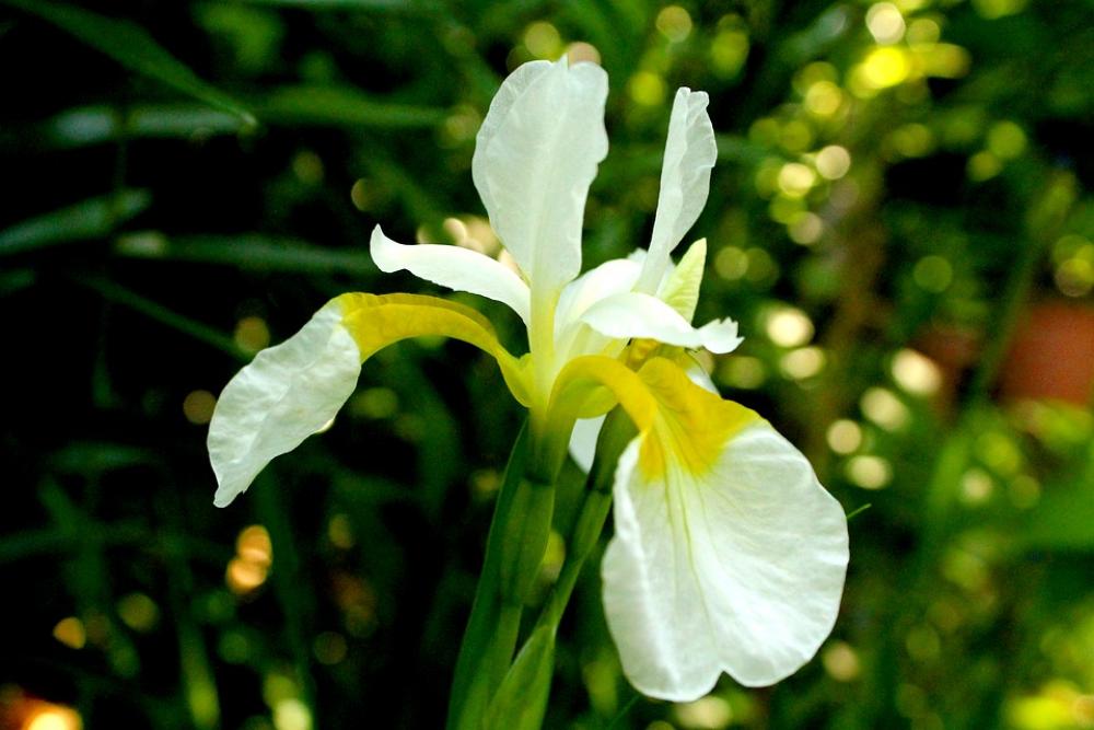 Iris Spring White Flowers Garden Light Beautiful Iris Spring White Flowers Garden Light Beautiful