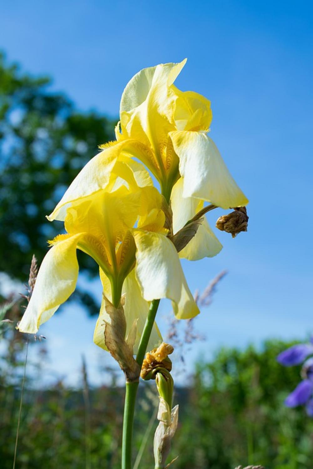 Iris Blossom Bloom Yellow Flower Nature Garden Iris Blossom Bloom Yellow Flower Nature Garden