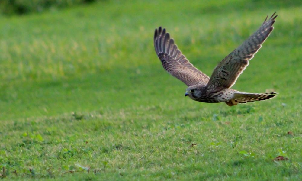 Kestrel Hunting Flying Raptor Nature Bird Kestrel Hunting Flying Raptor Nature Bird