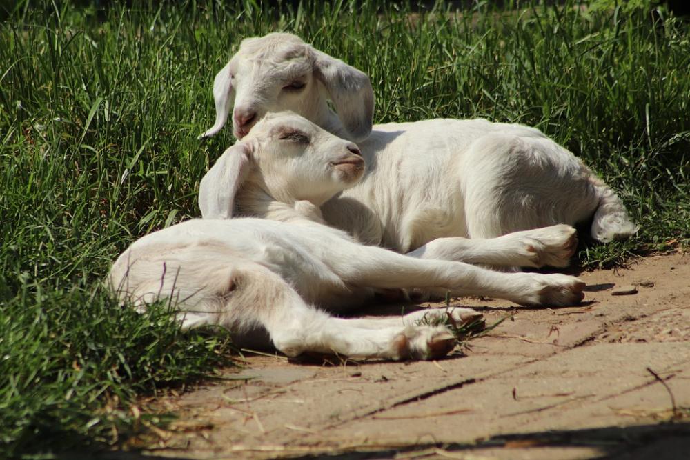 Kid Goats Pets Animals Domestic Goat Twins Kid Goats Pets Animals Domestic Goat Twins