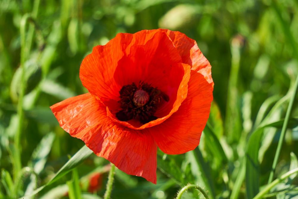 Klatschmohn Plant Flower Red Poppy Blossom Bloom Klatschmohn Plant Flower Red Poppy Blossom Bloom