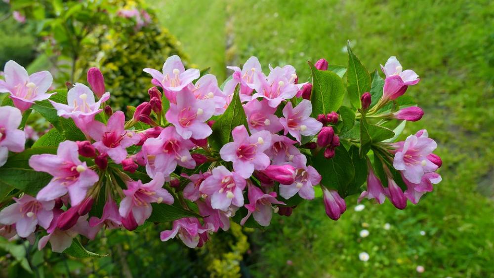 Krzewuszka Bush Flowers Nature Spring Flowering Krzewuszka Bush Flowers Nature Spring Flowering
