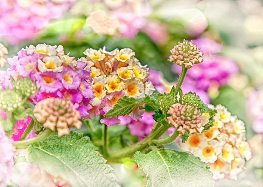 Lantane Lantana Hdr Flower Blossom Bloom Plant Lantane Lantana Hdr Flower Blossom Bloom Plant