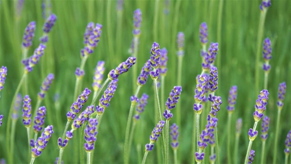 Lavender Flowers Purple Violet Fragrant Bloom Lavender Flowers Purple Violet Fragrant Bloom