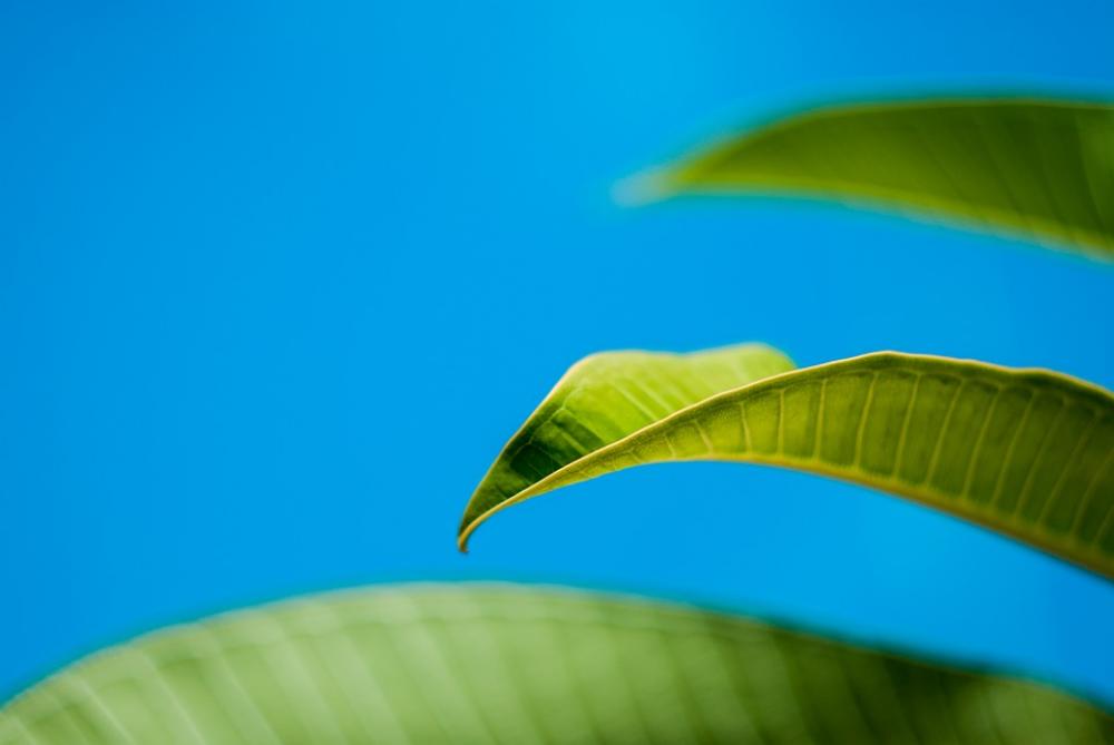 Leaf Green Sky Plant Fresh Closeup Summer Nature Leaf Green Sky Plant Fresh Closeup Summer Nature