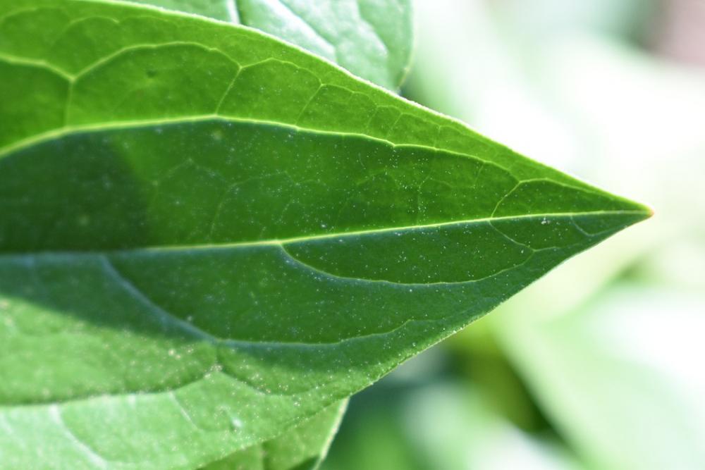 Leaf Green Nature Spring Leaf Green Nature Spring
