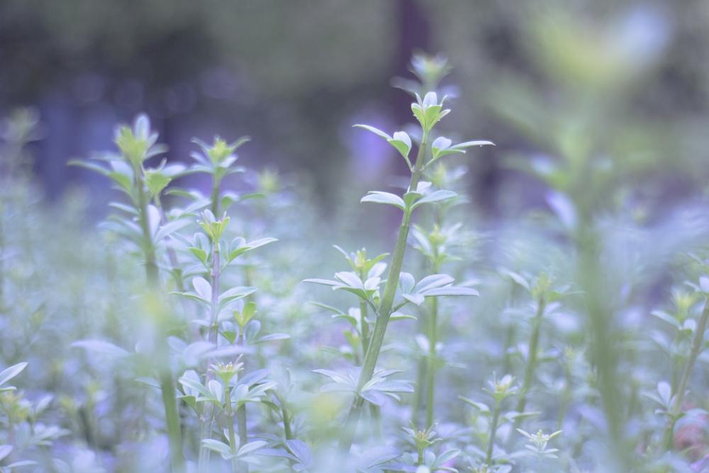 Leaf Dream Purple Fantasy Romantic Leaf Dream Purple Fantasy Romantic