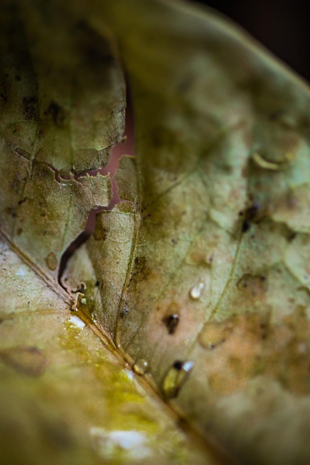 Leaf Macro Nature Green Plant Leaves Spring Leaf Macro Nature Green Plant Leaves Spring