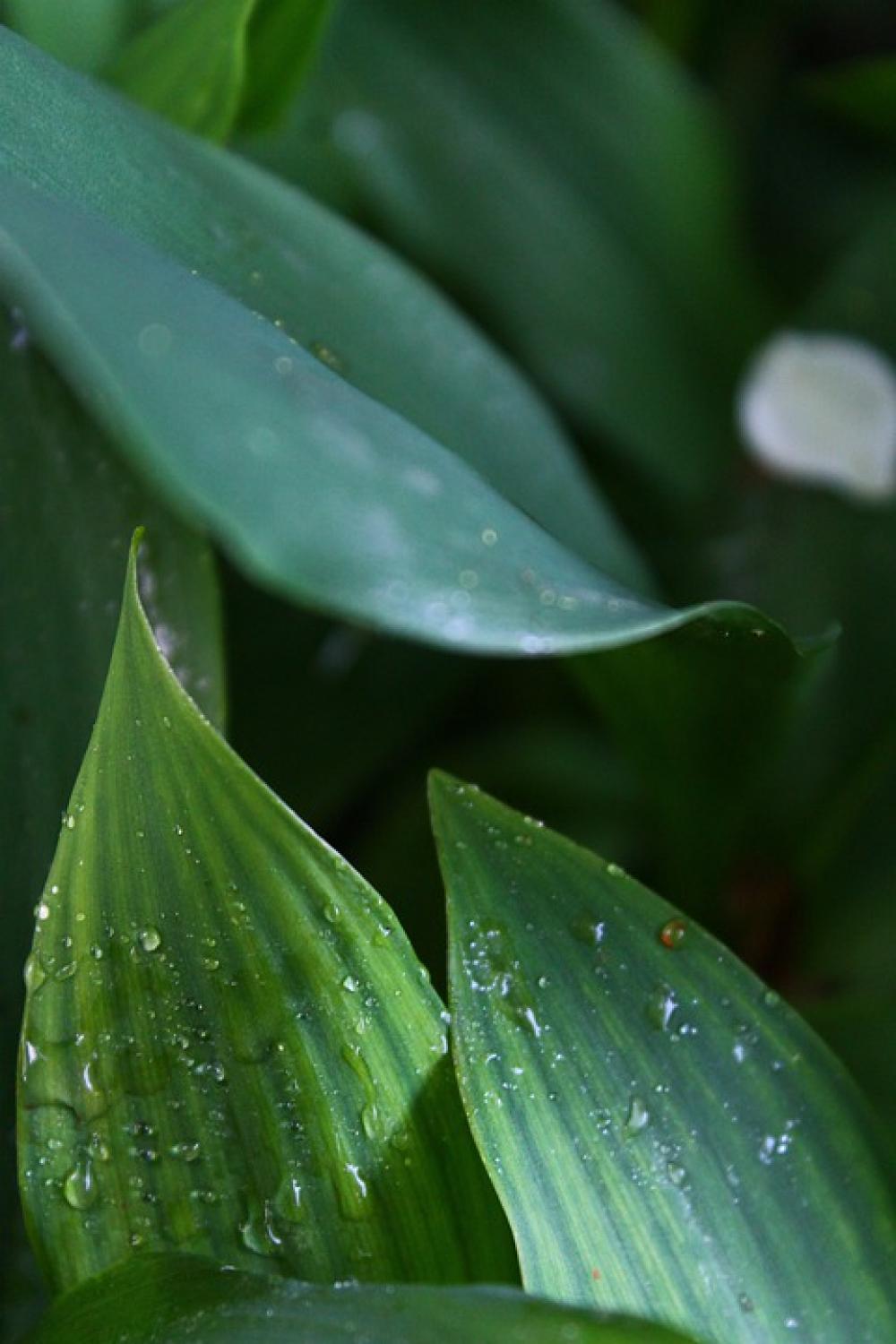 Leaves Greens Drops Krupnyj Plan Lily Of The Valley Leaves Greens Drops Krupnyj Plan Lily Of The Valley