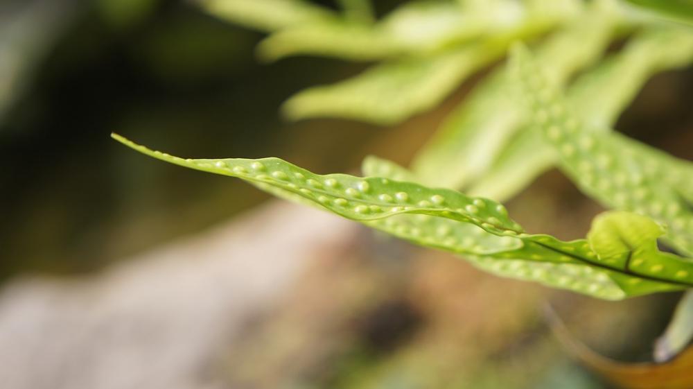 Leaves Green Nature Garden Flora Spring Leaves Green Nature Garden Flora Spring