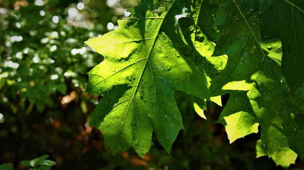 Leaves Oak Transparent Sunlight Raindrops Leaves Oak Transparent Sunlight Raindrops