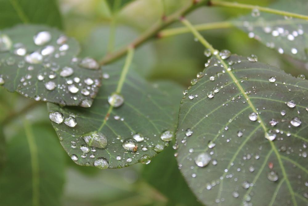 Leaves Rain Raindrops Nature Rainy Day Closeup Leaves Rain Raindrops Nature Rainy Day Closeup