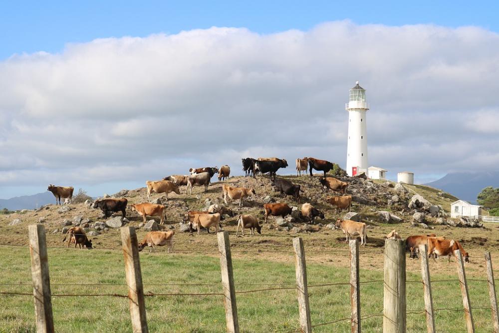 Lighthouse Farm Cows Hill Blue Sky Fence Lighthouse Farm Cows Hill Blue Sky Fence