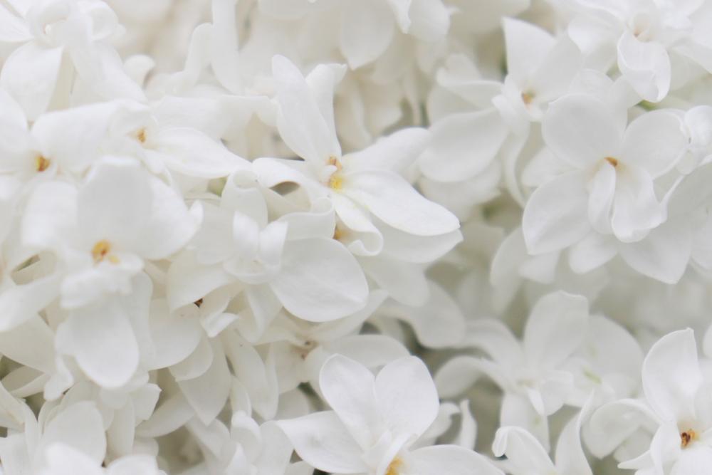Lilac White Flowers Spring Bloom Nature Summer Lilac White Flowers Spring Bloom Nature Summer
