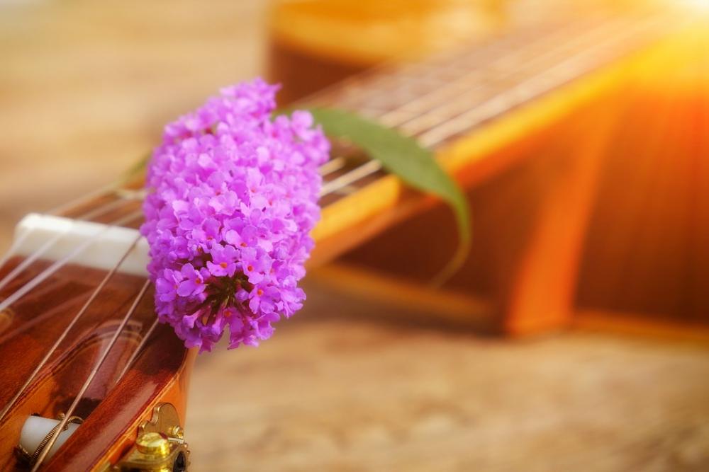 Lilac Flower Summer Blossom Bloom Music Guitar Lilac Flower Summer Blossom Bloom Music Guitar