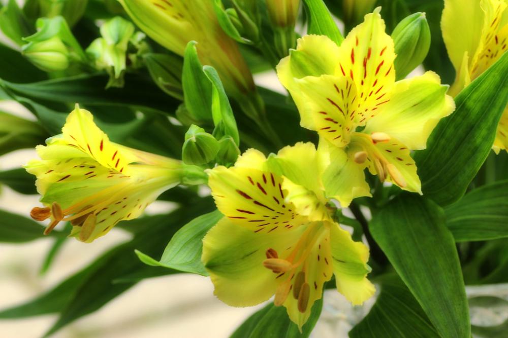 Lily Flowers Plant Garden Flora Summer Spring Lily Flowers Plant Garden Flora Summer Spring