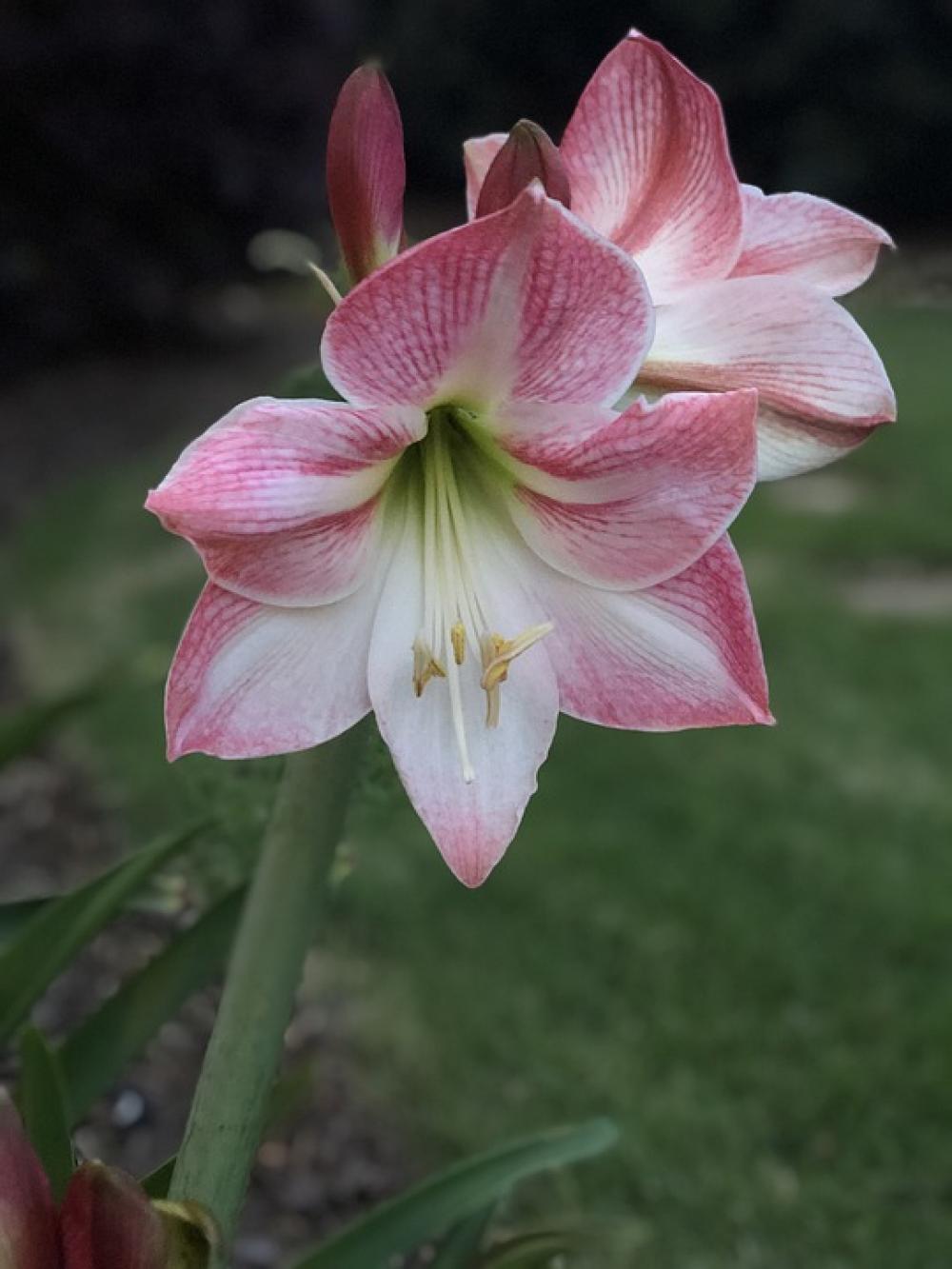 Lily May Flowers Flower Blossom Spring Flower Lily May Flowers Flower Blossom Spring Flower