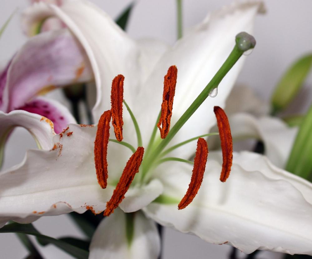 Lily White Lily Plant Petals Flora Flower Dew Lily White Lily Plant Petals Flora Flower Dew