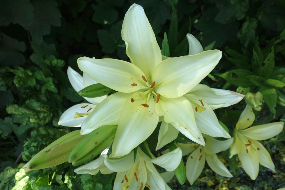 Lily Plant White Flower Blossom Bloom Nature Lily Plant White Flower Blossom Bloom Nature