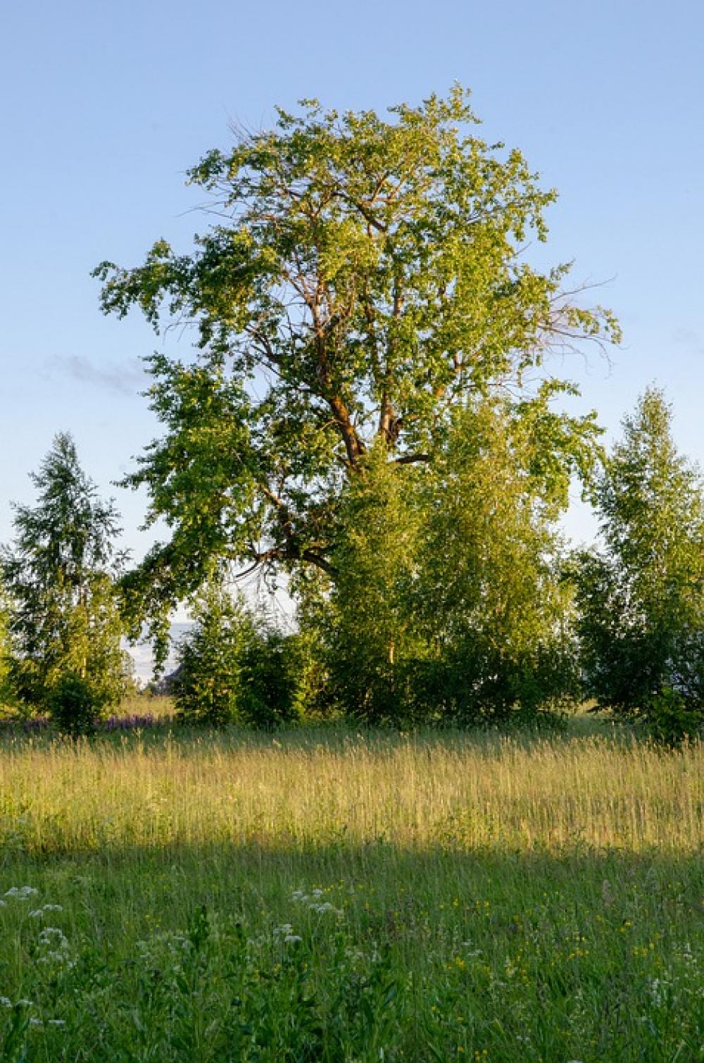 Linden Tree Leaves Green Colorful Sunny Nature Linden Tree Leaves Green Colorful Sunny Nature