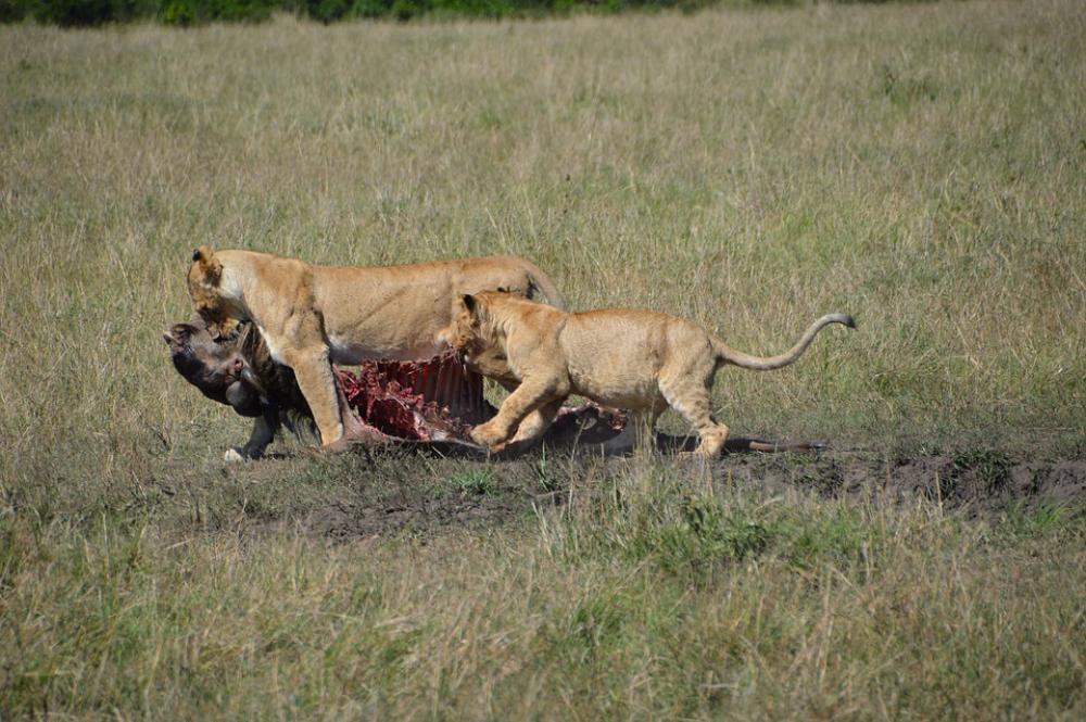 Lioness Predator Africa Animal World Animal Safari Lioness Predator Africa Animal World Animal Safari