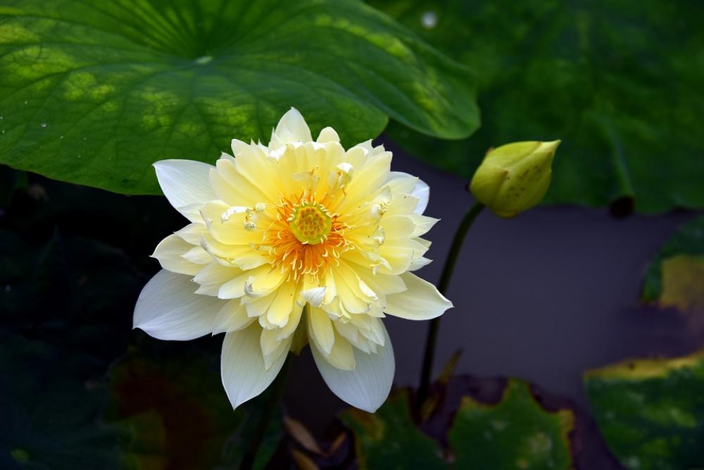 Lotus Flowers Red Nice Blooming Summer Aroma Lotus Flowers Red Nice Blooming Summer Aroma