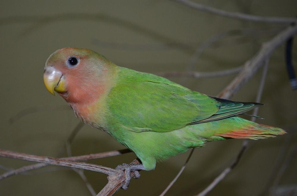 Love Bird Pet Bird Love Bird Pet Bird