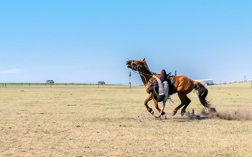 Man Grassland Horse Farm Nature Man Grassland Horse Farm Nature