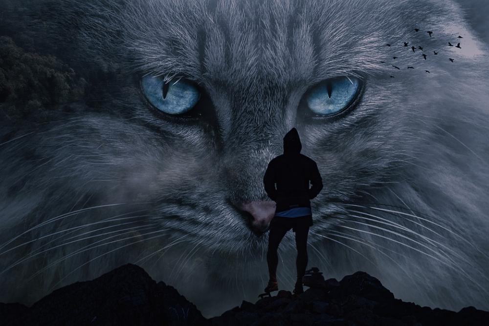 Manipulation Cat Animal Silhouette Hiker Peak Fog Manipulation Cat Animal Silhouette Hiker Peak Fog