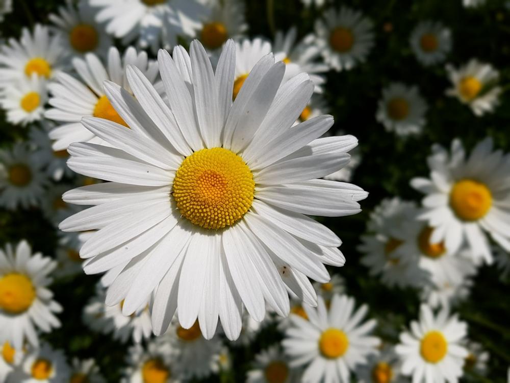 Marguerite Flower Garden Summer Yellow White Marguerite Flower Garden Summer Yellow White
