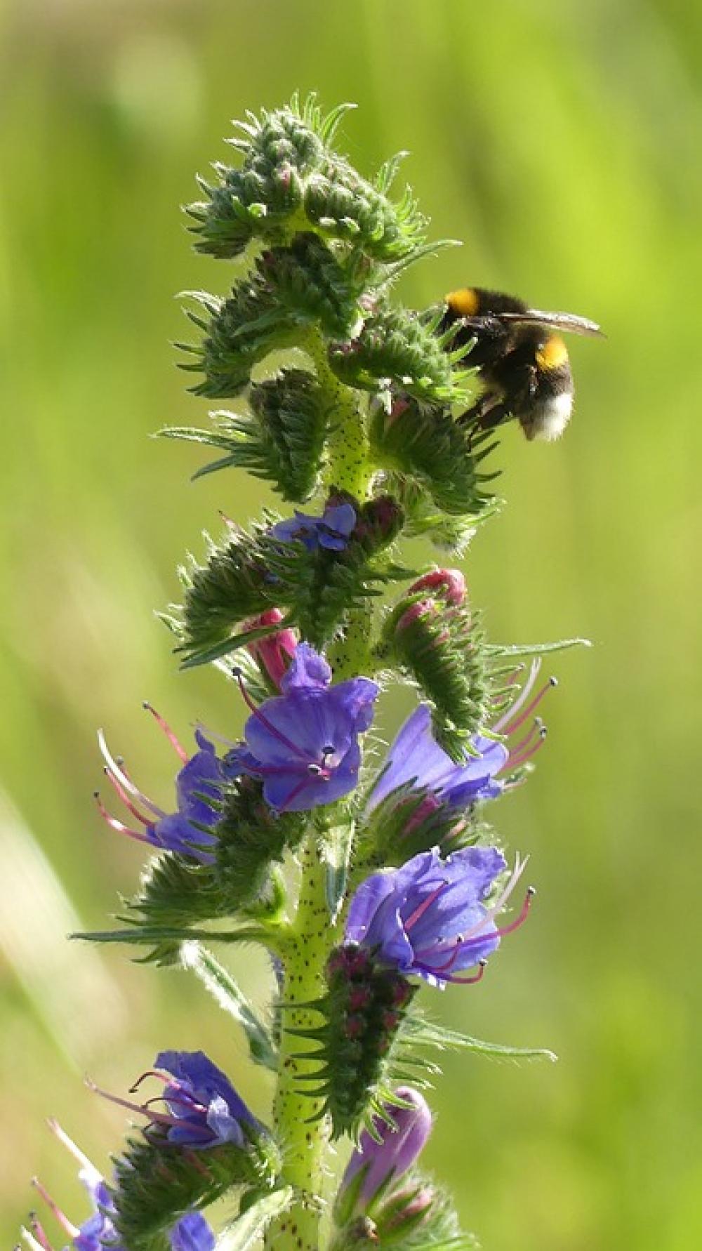 Meadow Hummel Blossom Bloom Blue Insect Meadow Hummel Blossom Bloom Blue Insect