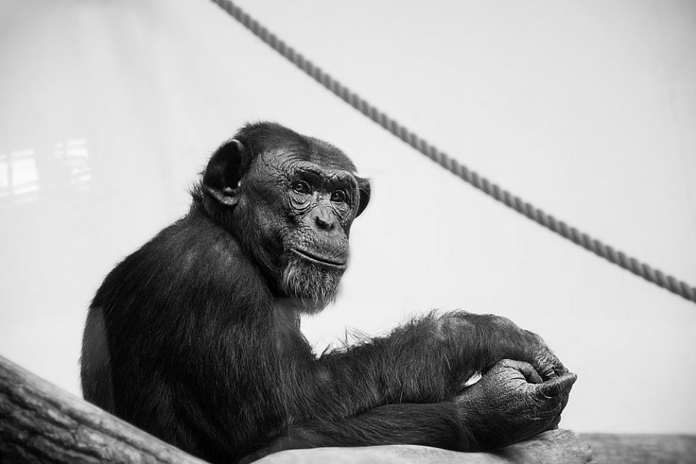 Monkey Black And White Animals Zoo Sitting Monkey Black And White Animals Zoo Sitting