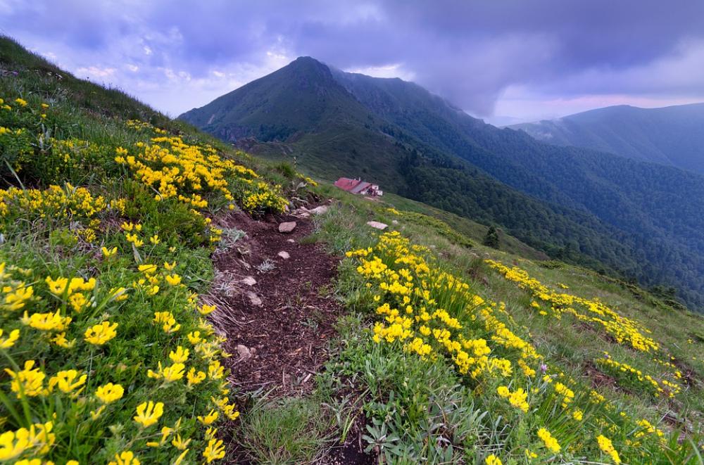 Mountain Peak Sky Flowers Mountain Peak Sky Flowers