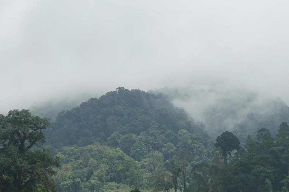 Mountains The Forests Nature Tree Travel Green Pa Mountains The Forests Nature Tree Travel Green Pa