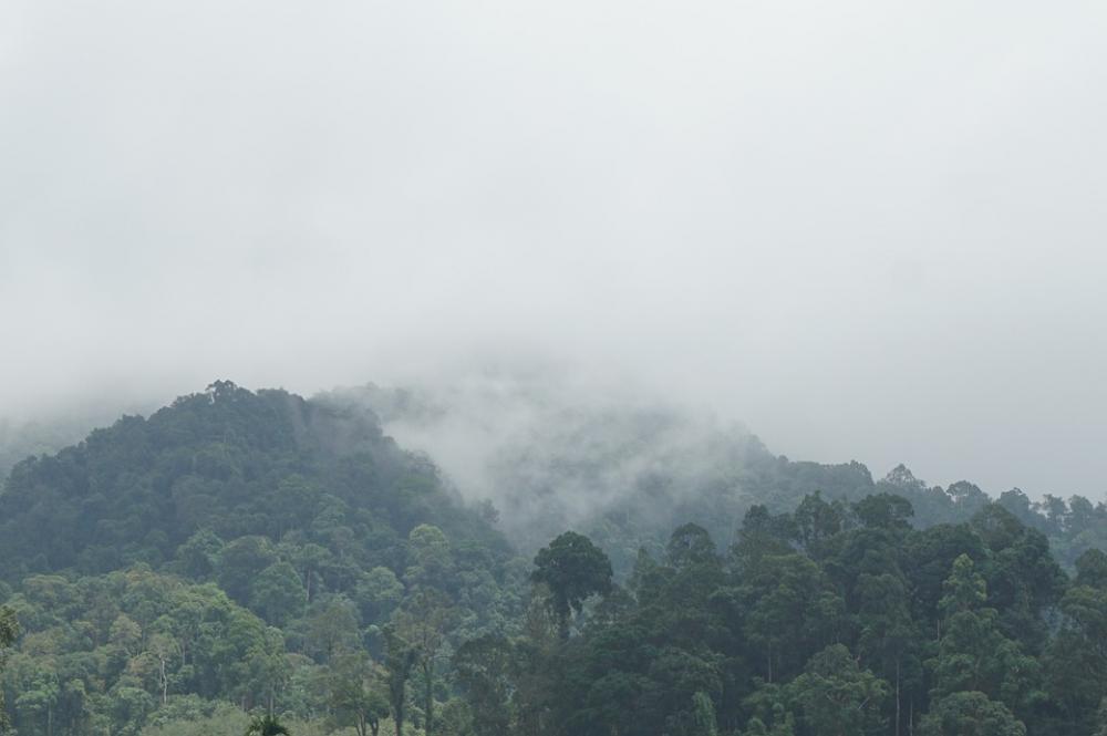 Mountains The Forests Nature Tree Travel Green Pa Mountains The Forests Nature Tree Travel Green Pa