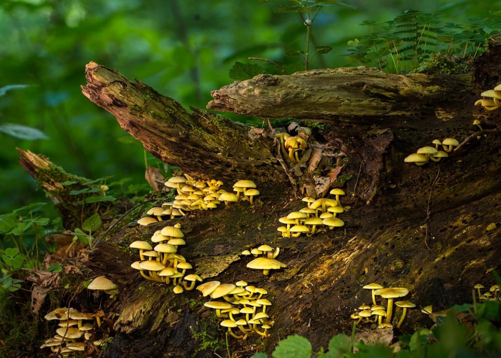 Mushroom Mushrooms Sponge Moss Small Mushroom Mushroom Mushrooms Sponge Moss Small Mushroom